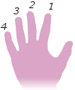 An illustration showing a hand with numbers that used to reference the fingers of the fretting hand in guitar playing